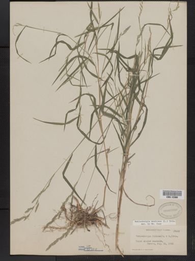 Muhlenbergia mexicana
