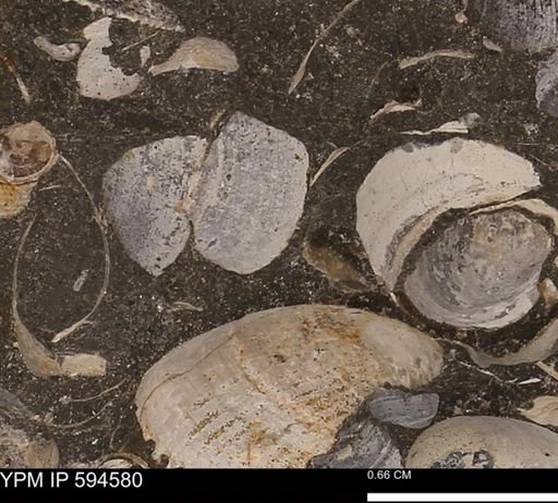 Protocardia sp.