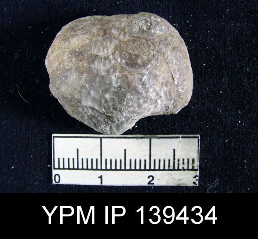 Productus (Waagenoconcha) abichi