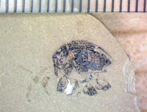undet. Curculionidae