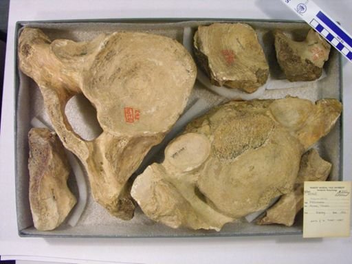 Mammuthus columbi?