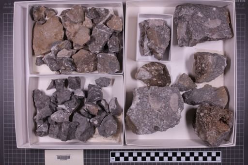 mixed taxa, stratigraphic collection