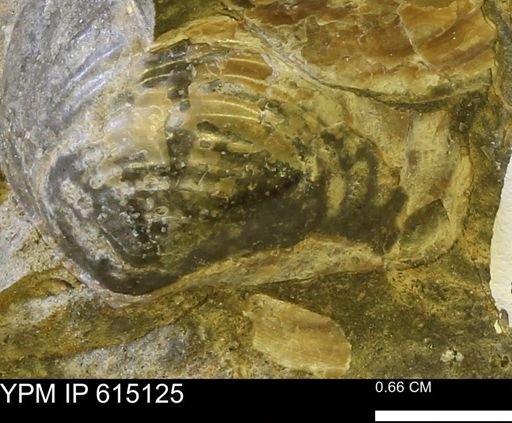 Inoceramus sp.