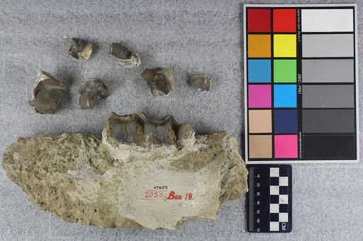 Brontotherium?