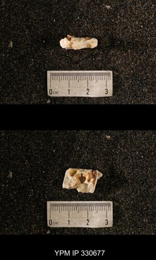 Cyrtolites?