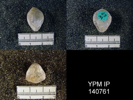 Spirigerella praelonga