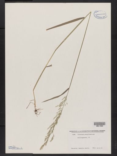 Trisetum pensylvanicum