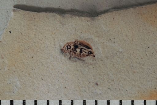 undet. Coleoptera