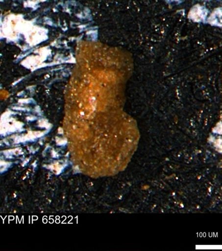 Ammobaculites subcretaceus