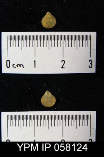 Meristella laevis