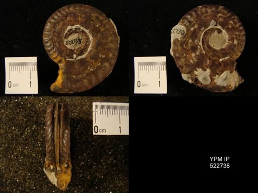 Hildoceras bifrons