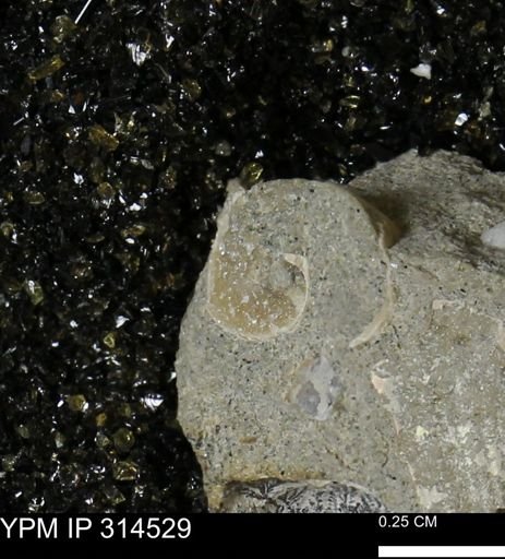 undet. Gastropoda