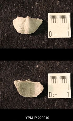 Chonetina flemingi alata