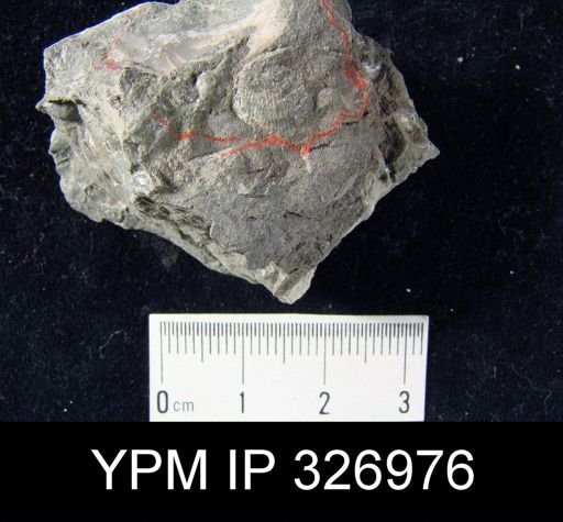 Productus pertenuis