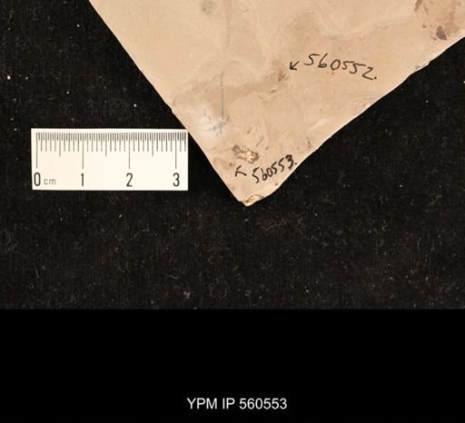 undet. Hexapoda
