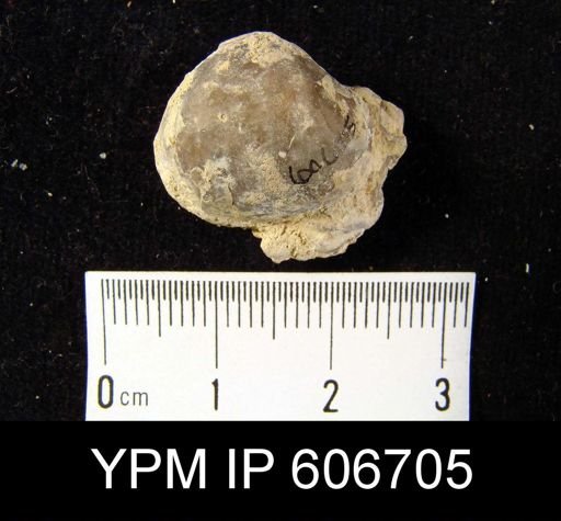 Clorinda linguifera