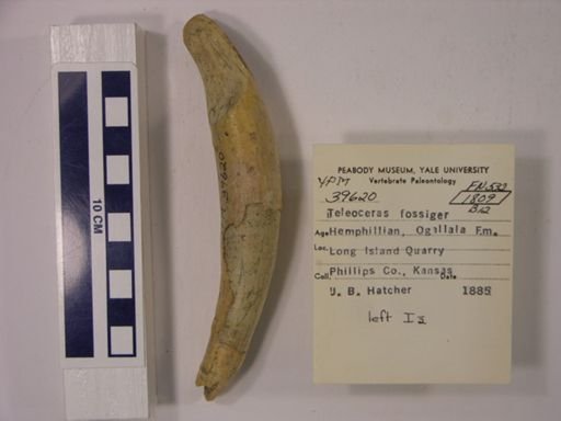 Teleoceras fossiger
