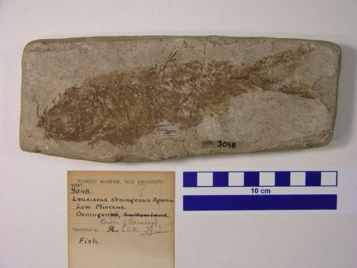 Leuciscus oeningensis