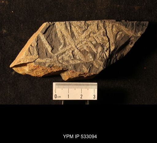 Graptolithina; Assemblage includes Phyllograptus, Isograptus, Tetragraptus and others.