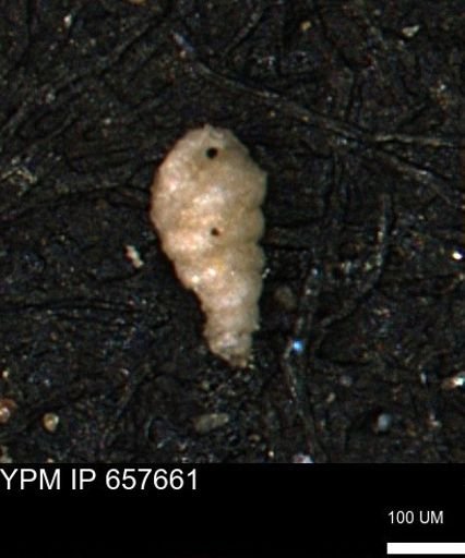 Verneuilinoides kansasensis