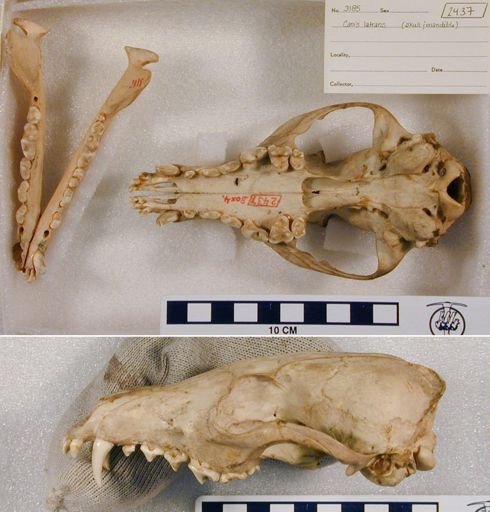 Canis latrans