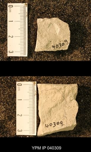 Probnis speciosa