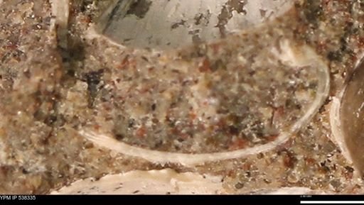 Corbulamella gregaria
