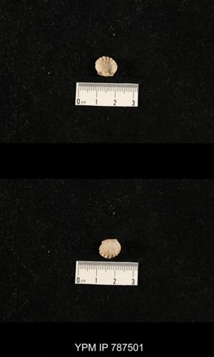 undet. Brachiopoda