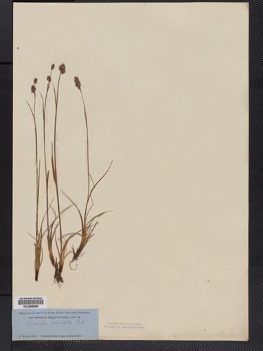 Luzula spicata