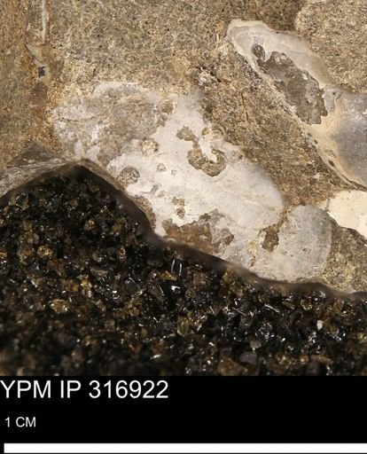 Phelopteria