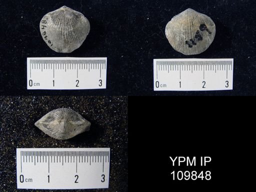 Atrypa reticularis