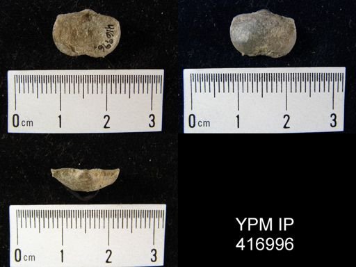 Productus longispinus