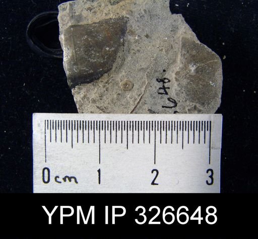 Leptaena nitens