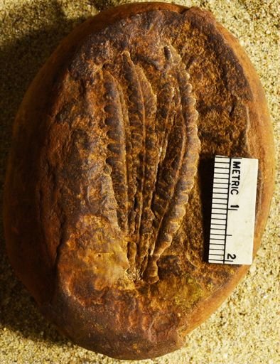 Pecopteris sp.