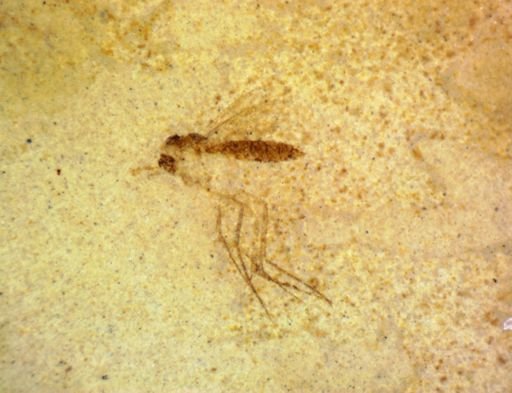 undet. Hymenoptera