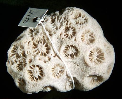 Astropsammia pedersenii
