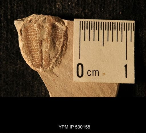 Elrathia kingi