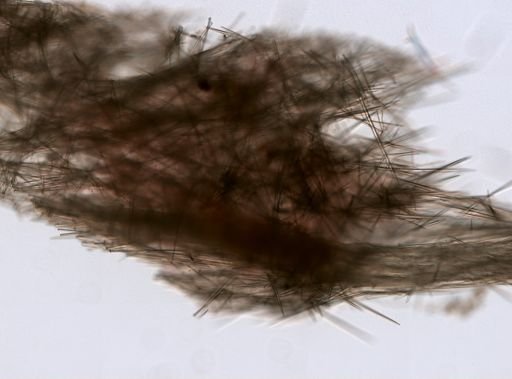 Halichondrida