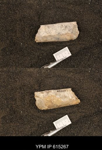 Baculites sp.