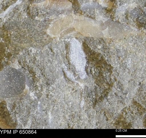 undet. Bivalvia