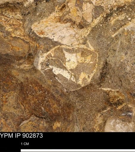 Baculites sp.