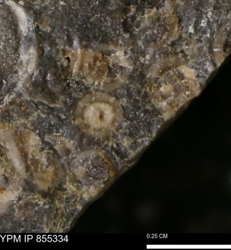 undet. Mollusca