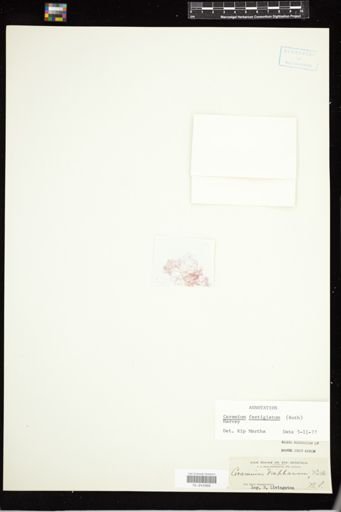 Ceramium fastigiatum