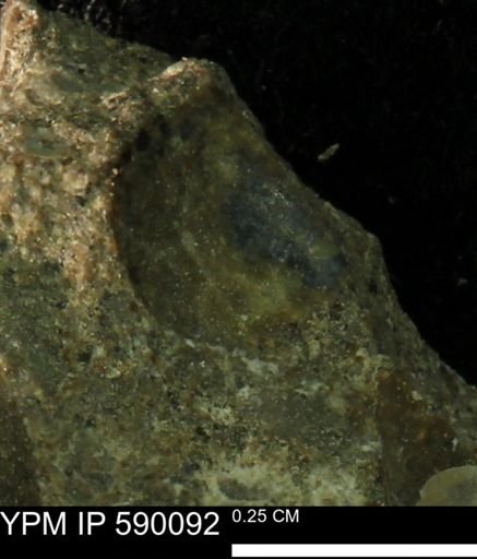 Protocardia sp.