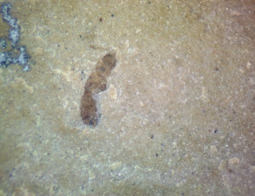 undet. Hexapoda