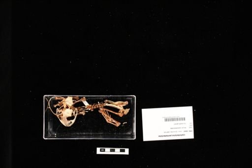 Leptodactylus pentadactylus