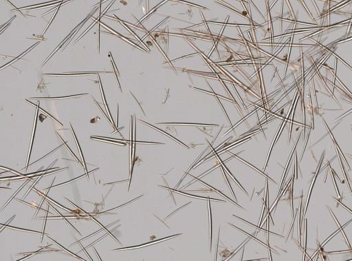Halichondria melanadocia
