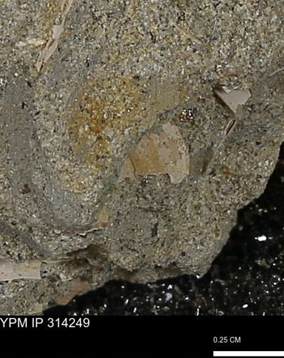 undet. Bivalvia