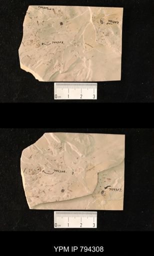undet. Hymenoptera