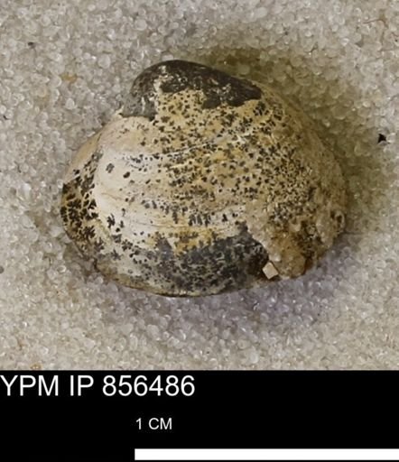 Limopsis striatopunctatus